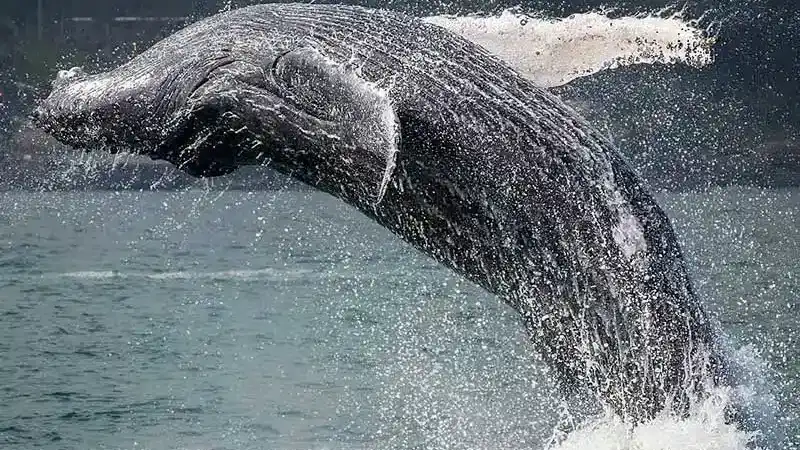 Turismo em Ilhabela - avistar baleias - Hotel Itapemar 