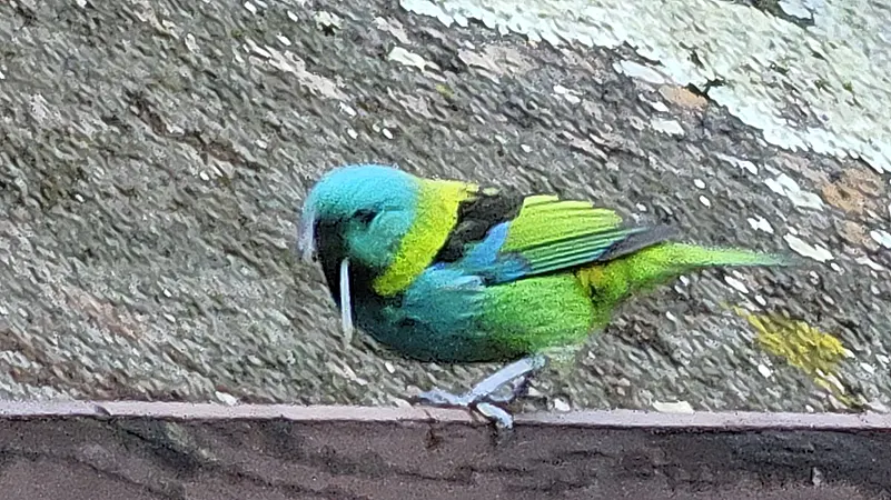 bird watching nos jardins do hotel itapemar em Ilhabela